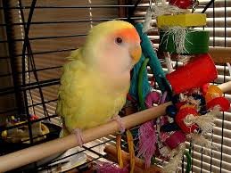 images_218